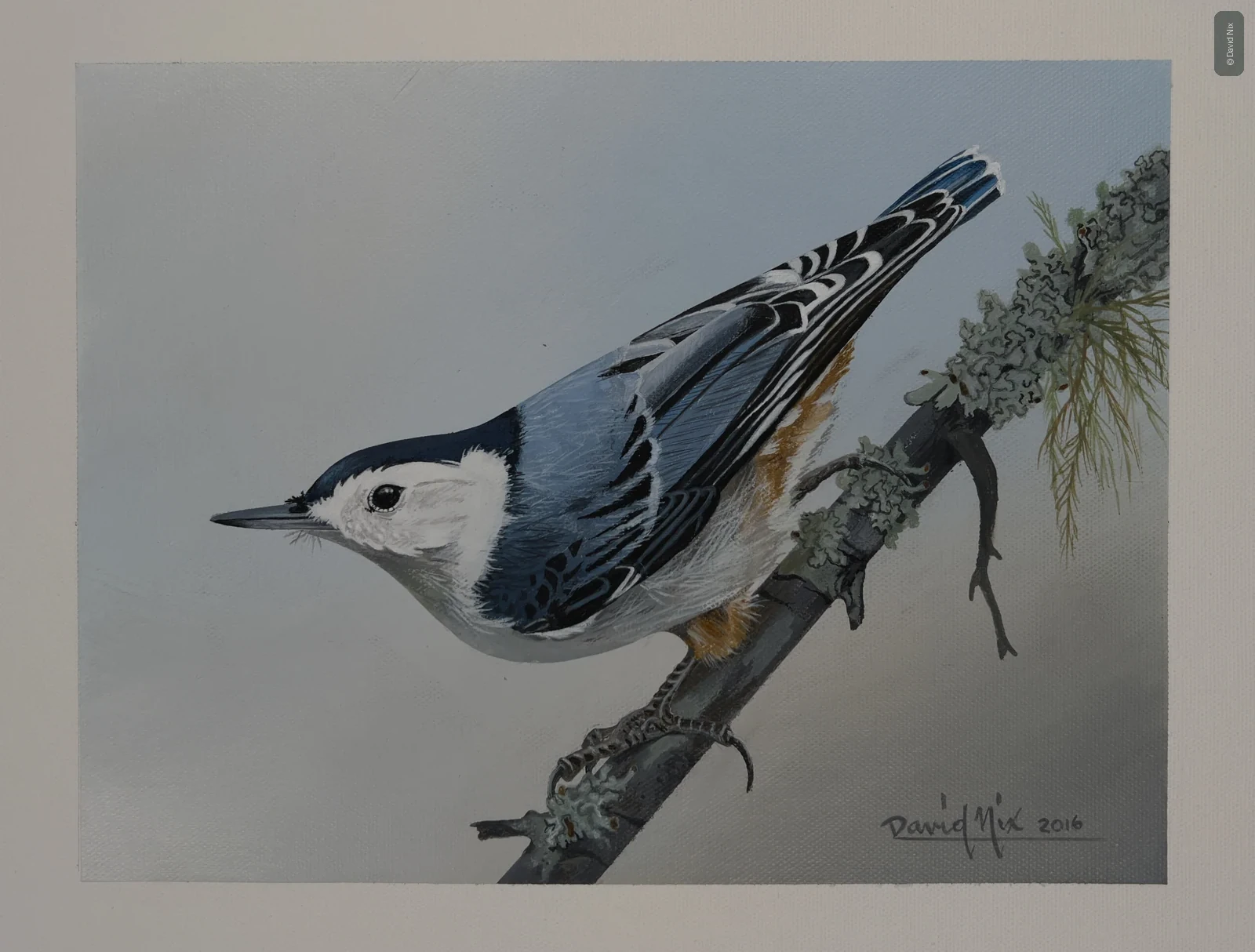 Nuthatch posed upright on pine branch with lichen.