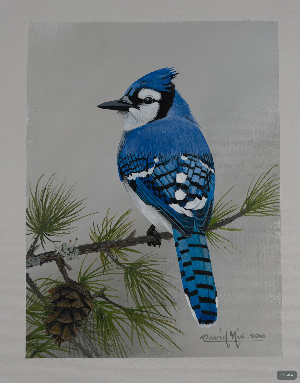 Blue jay perched on pine branch with cones.