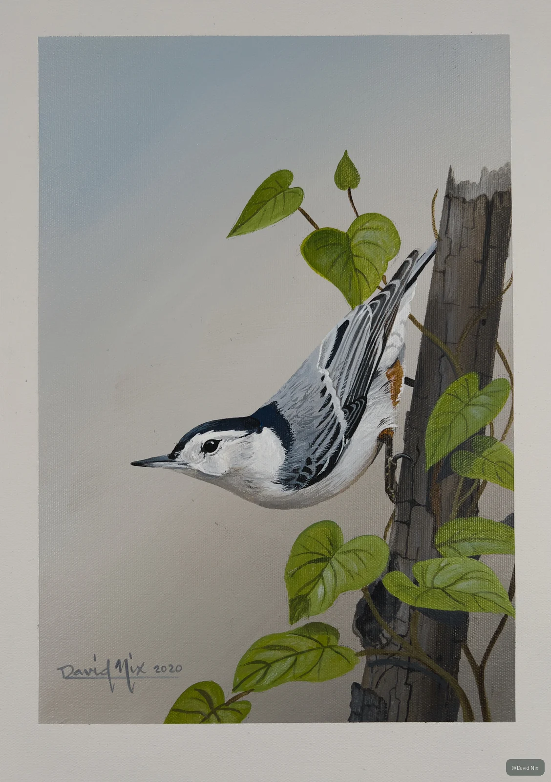 Nuthatch descending beside vine leaves and weathered post.