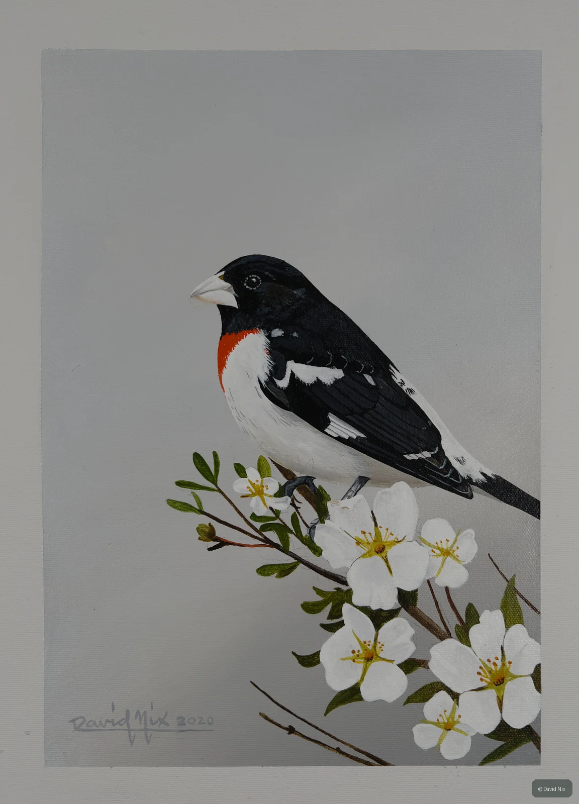 Rose-breasted grosbeak with white flowering branch.