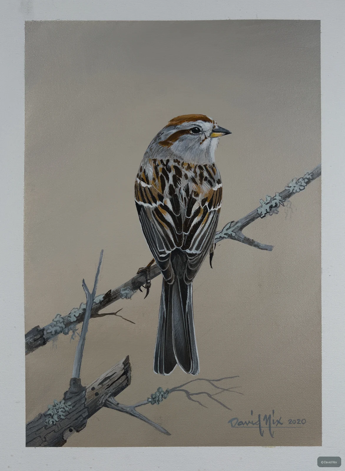 Sparrow perched on pale branch against neutral background.