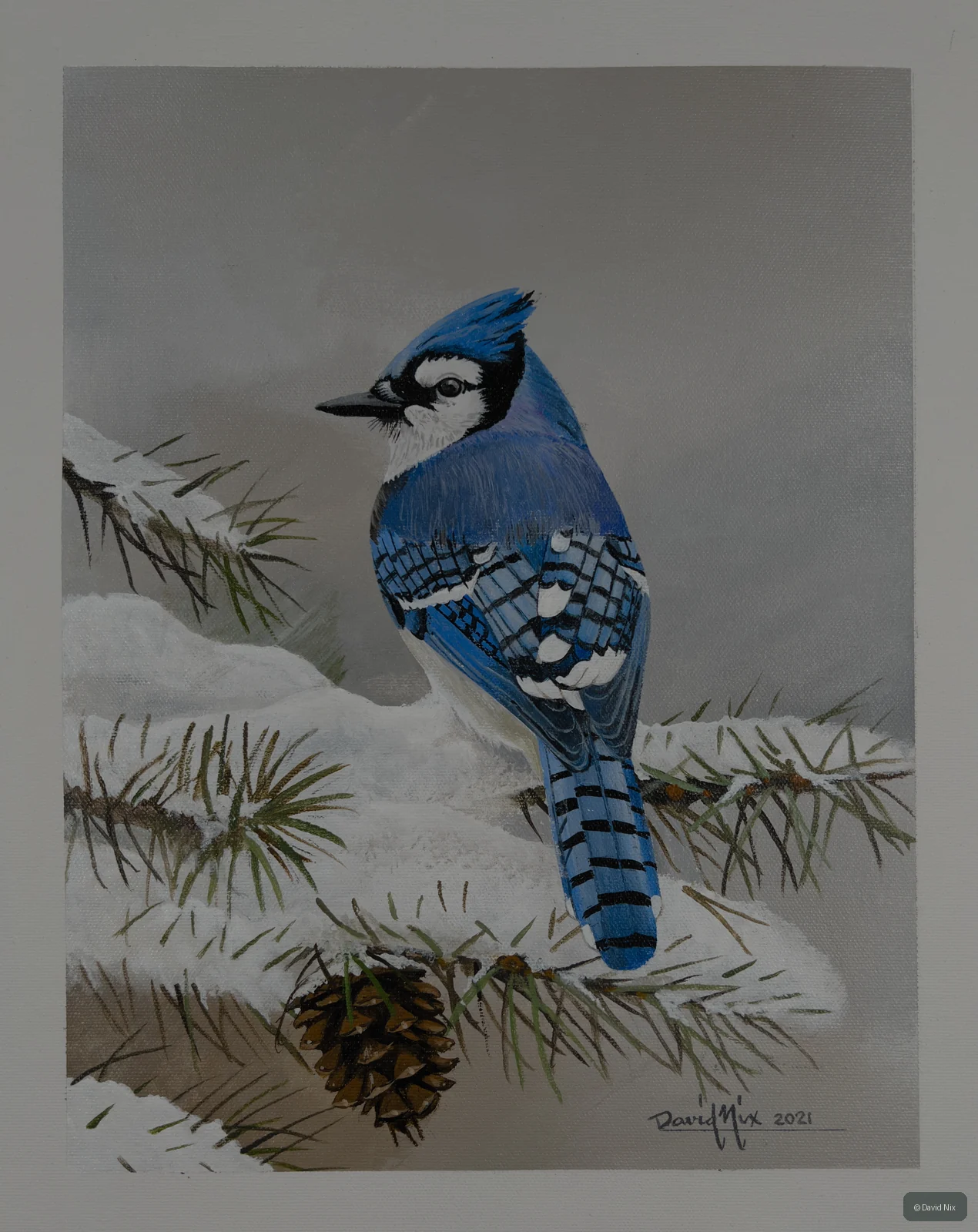 Blue jay on snow-covered pine branch with pine cone.