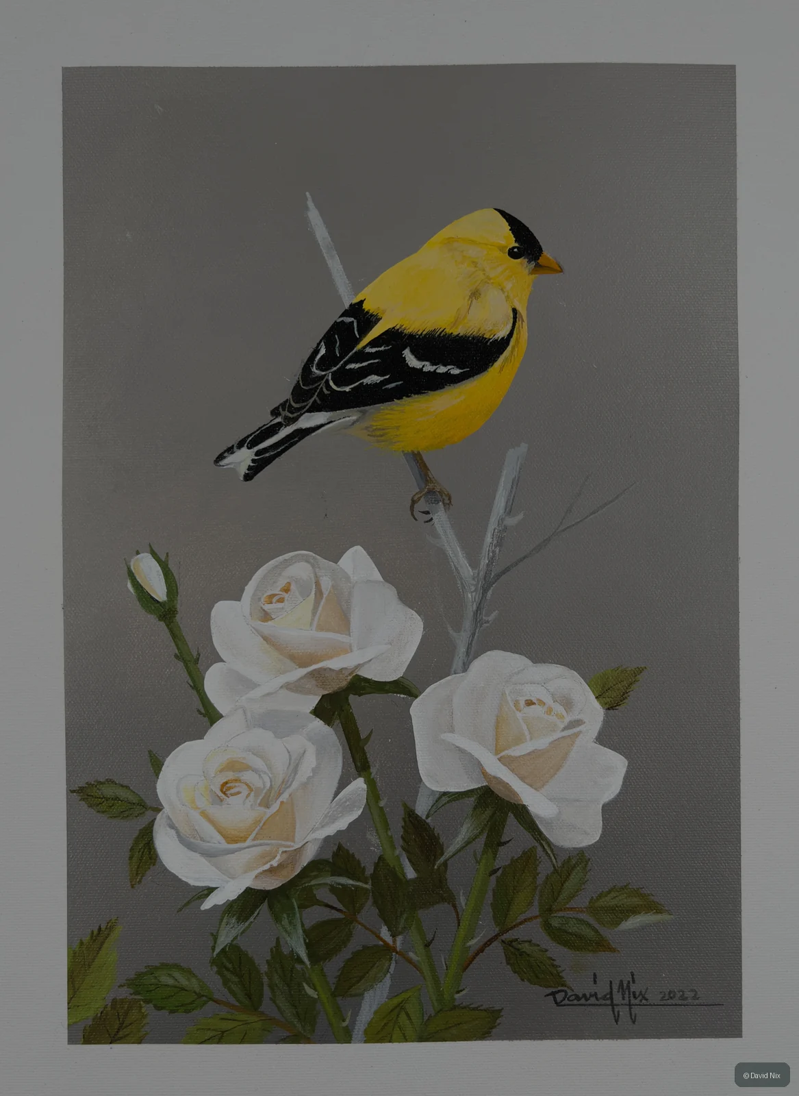 American goldfinch perched above white roses.