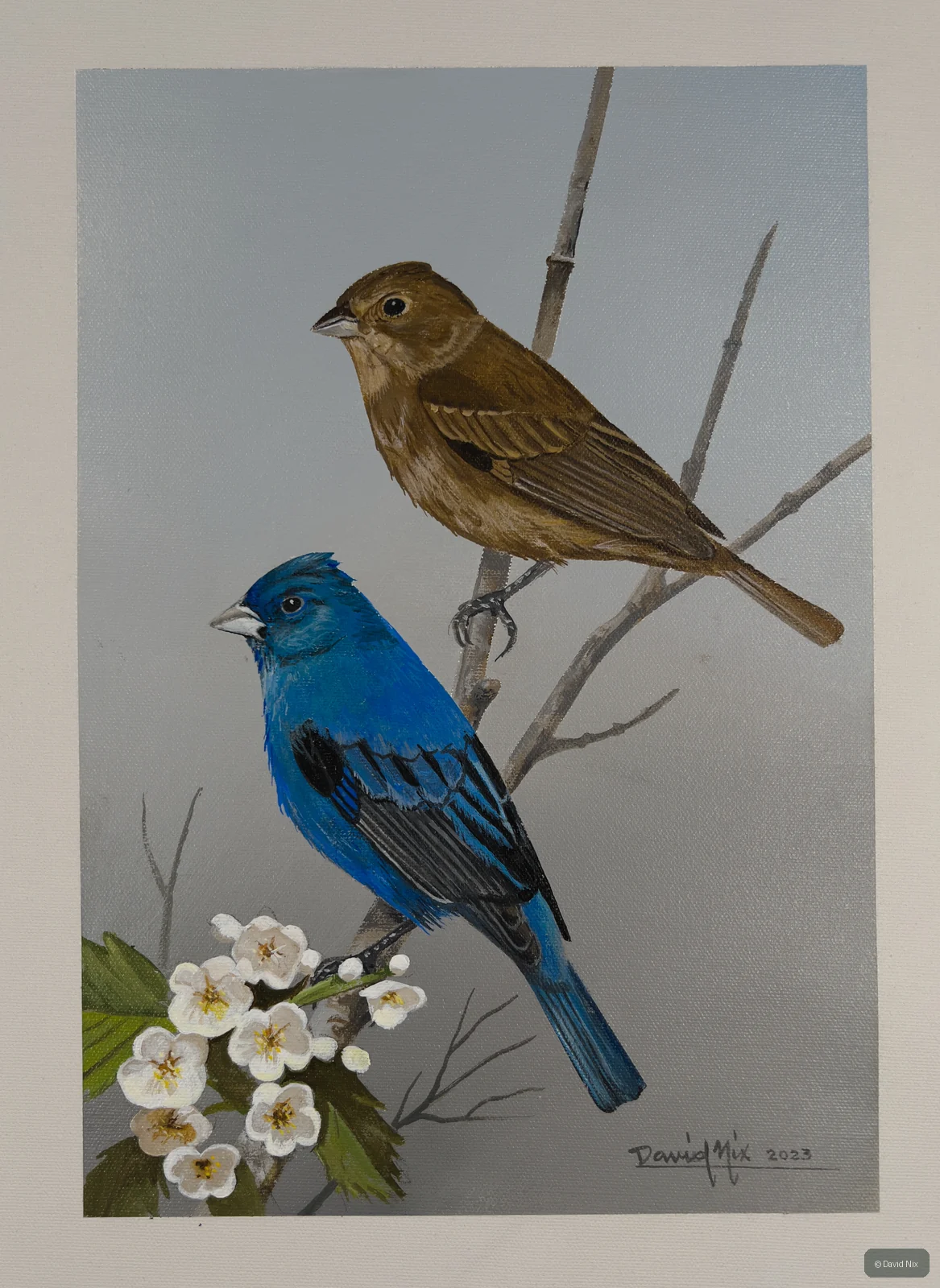 Blue male and brown female indigo bunting with blossoms.