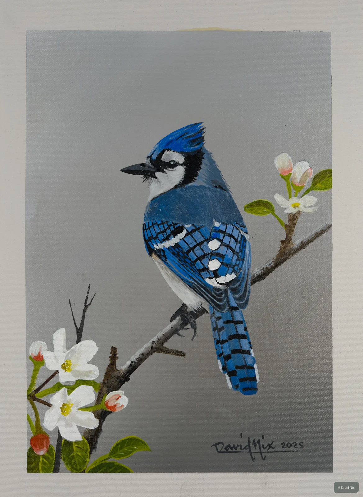 Blue jay perched near white blossoms.