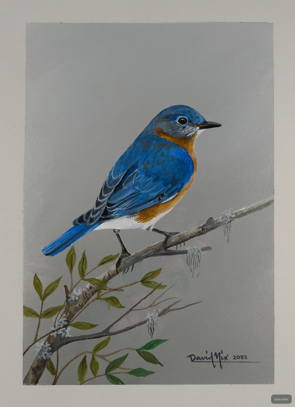 Eastern bluebird perched on thin branch with leaves.