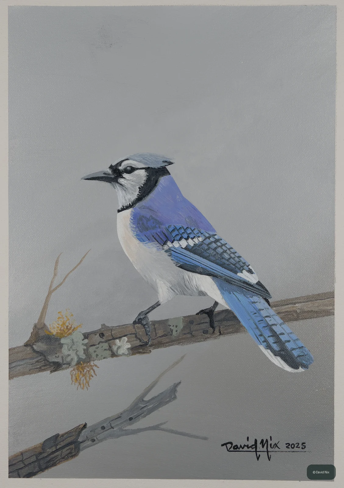 Blue Jay on Mossy Branch, blue jay wildlife artwork by David Nix.