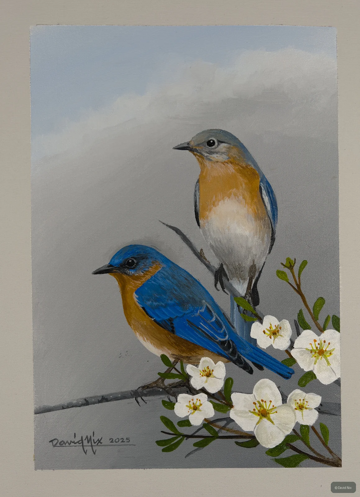 Pair of bluebirds with white blossoms.
