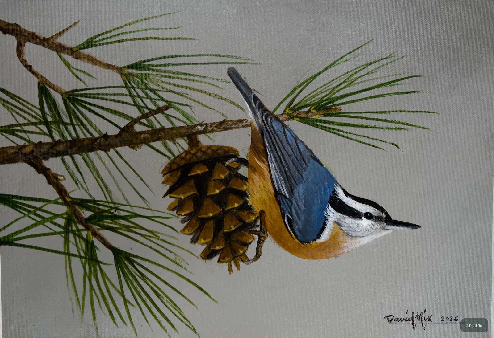 Indigo Blue Bunting in Pine; original wildlife artwork in the songbirds series.