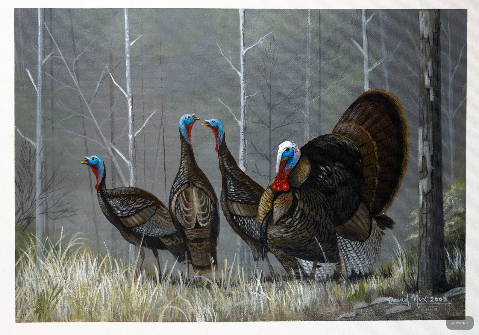 Early Morning Turkeys; original wildlife artwork in the turkeys series.