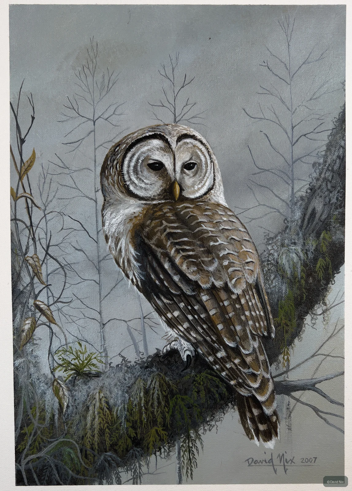 Barred Owl on Tree Branch; original wildlife artwork in the turkeys series.