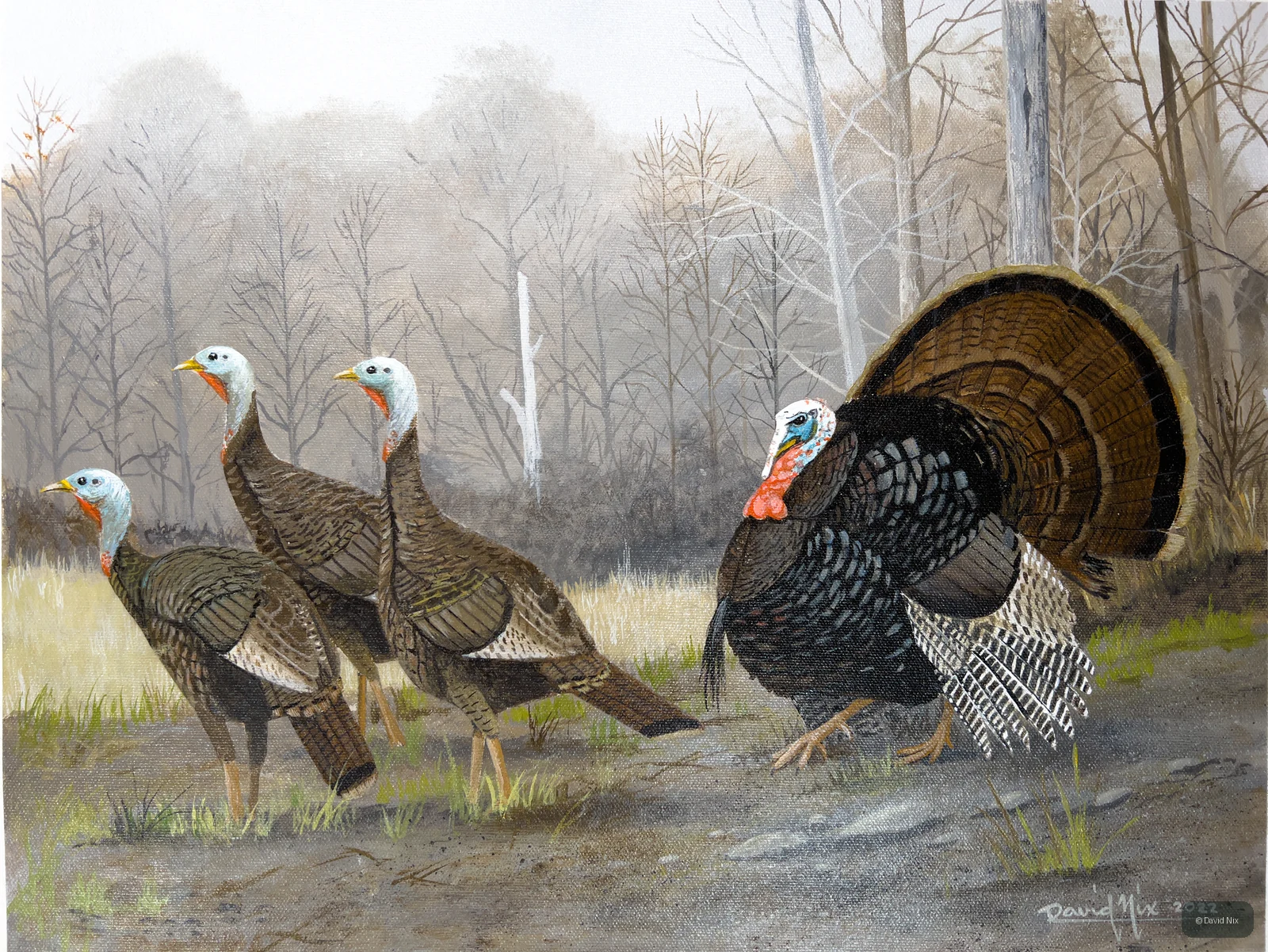 Turkey Group in Clearing; original wildlife artwork in the turkeys series.