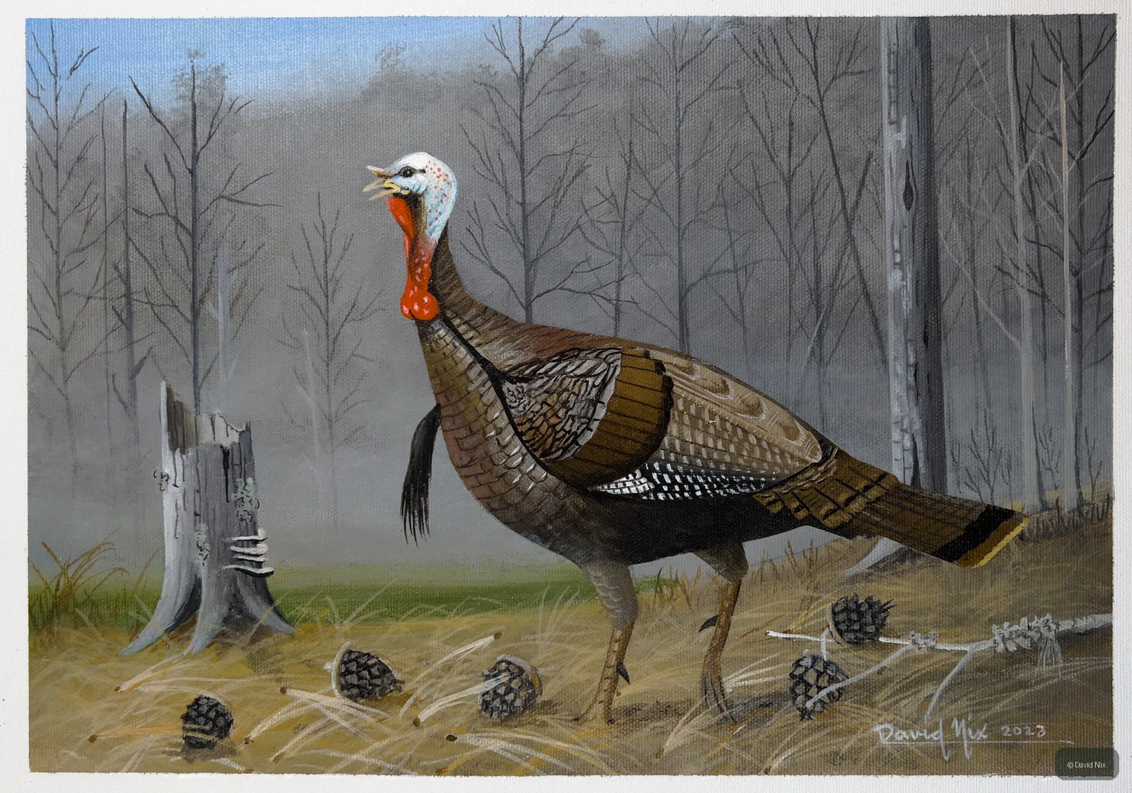Turkey in the Field; original wildlife artwork in the turkeys series.
