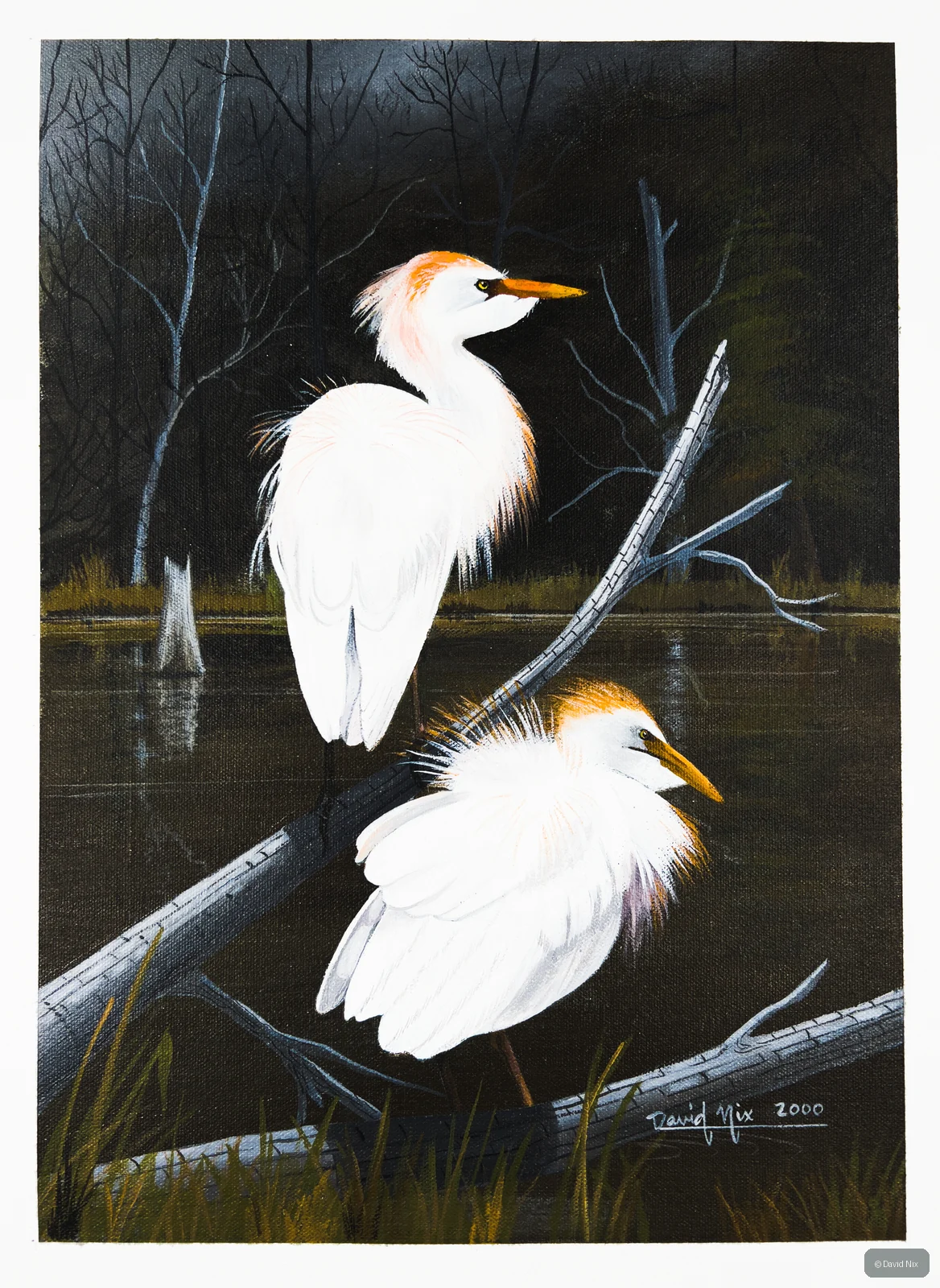 Cattle Egret in dramatic dark wetland setting.