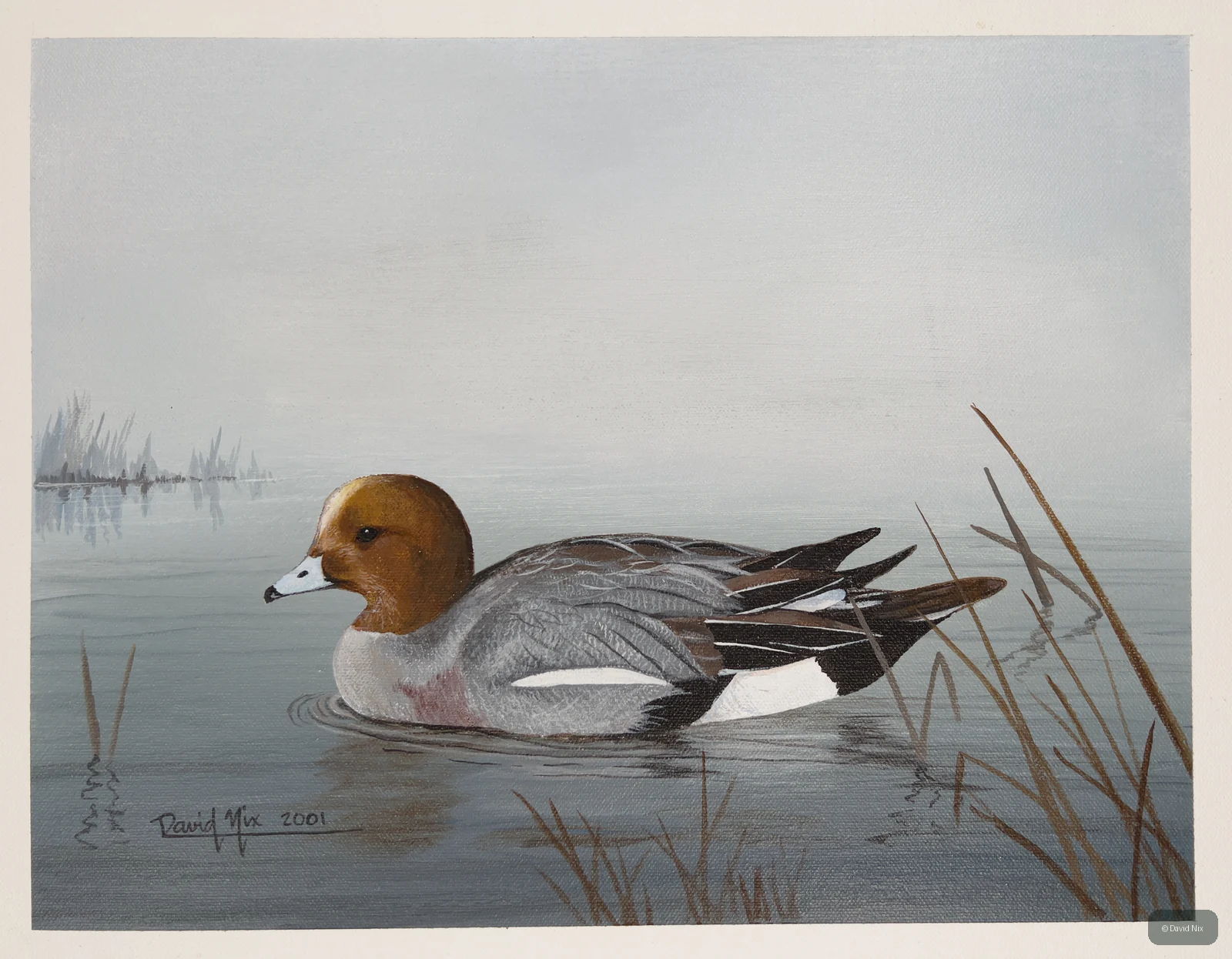 Eurasian Wigeon; eurasian wigeon wildlife subject in wetland setting.