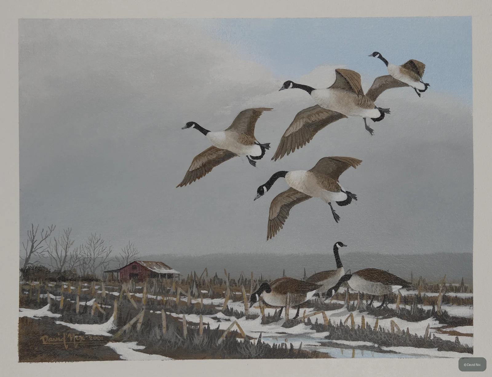Canada Goose in winter flight over snowy wetland landscape.