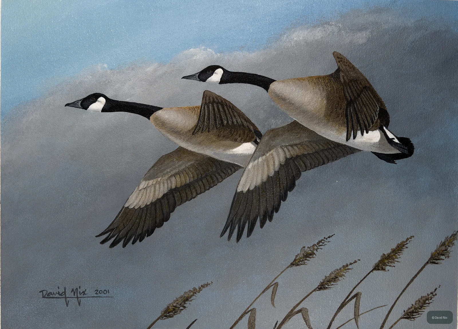 Canada Goose Pair in Flight wildlife artwork.