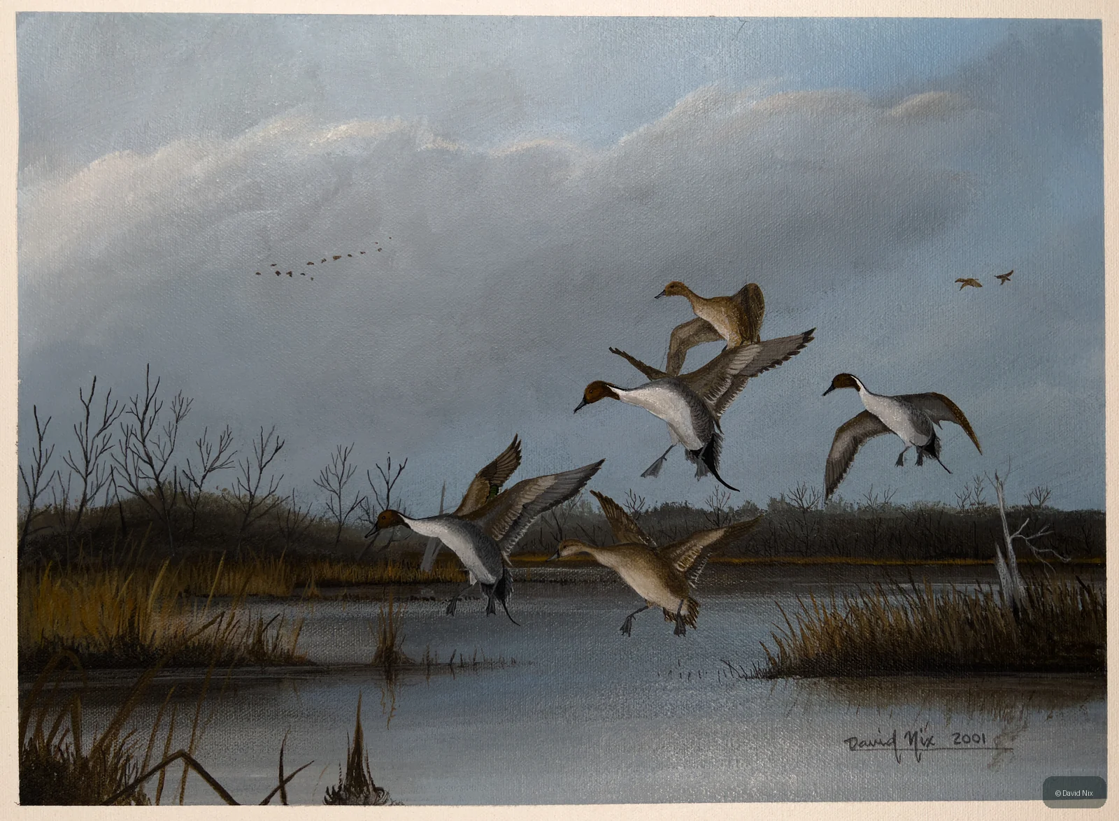 Pintails in the Fall; pintail duck wildlife artwork.