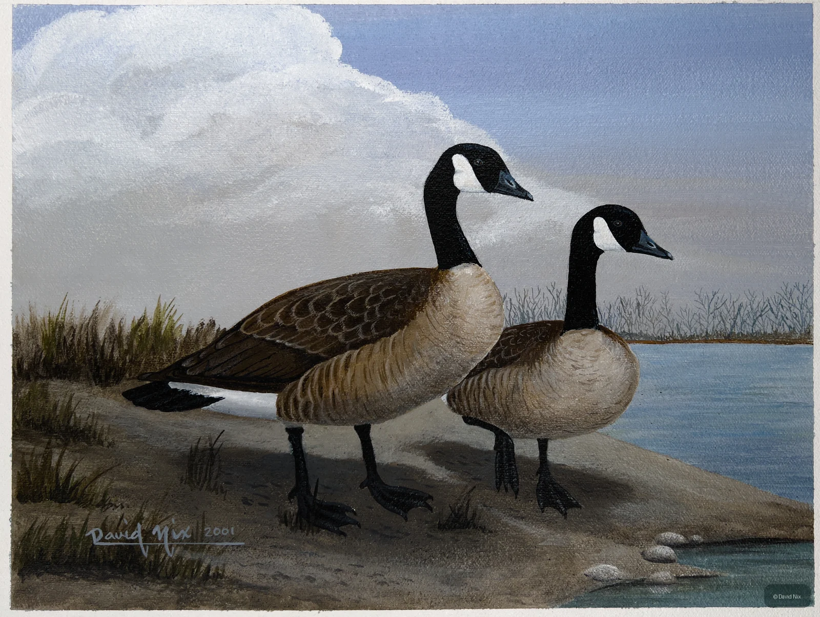 Canada Geese on Sandy Shoreline; canada goose wildlife artwork.