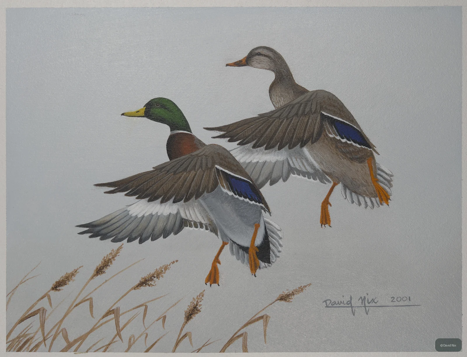 Mallard Pair Landing in Reeds; mallard duck wildlife artwork.