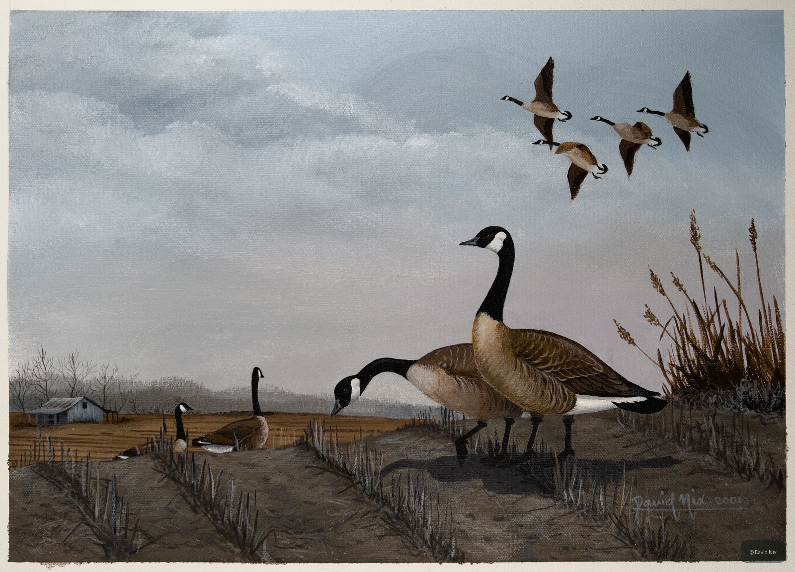 Canada Geese Flock at a Pitstop; canada goose wildlife artwork.