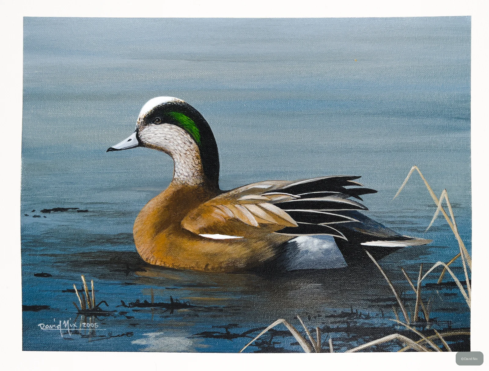 American Wigeon; american wigeon wildlife subject in wetland setting.