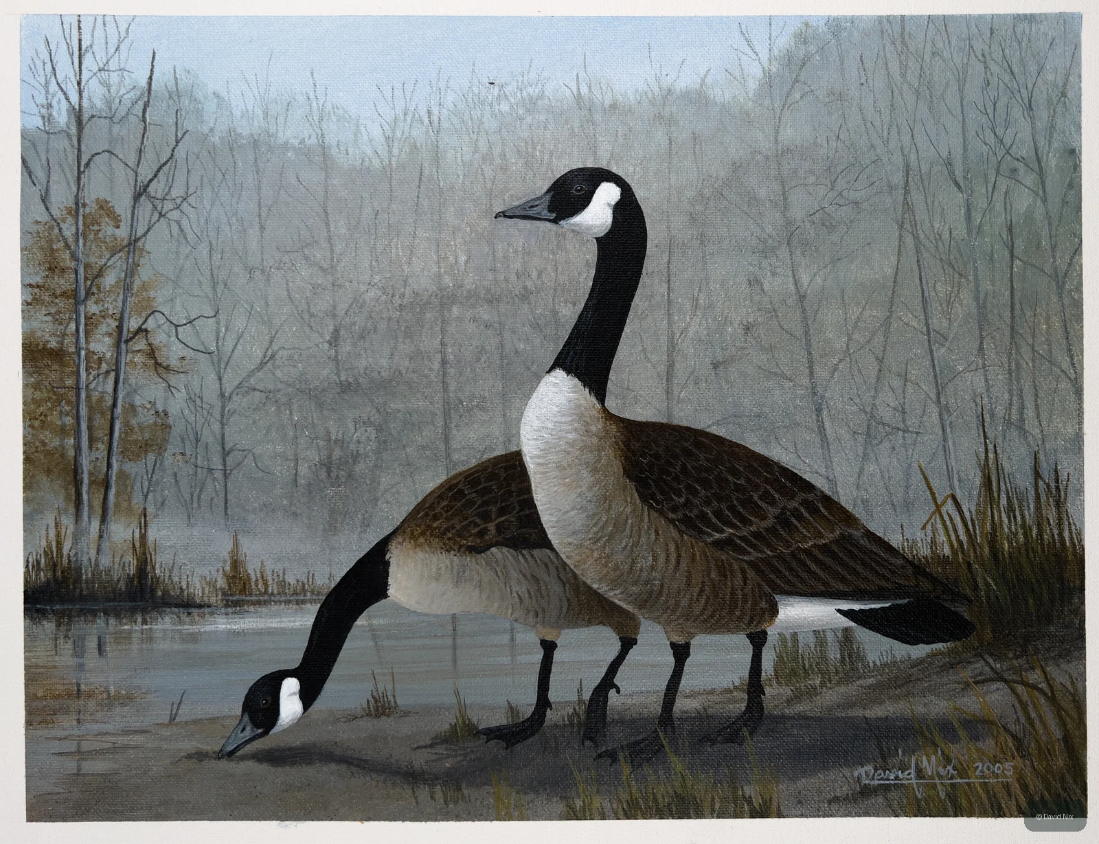 Canada Goose Pair Feeding wildlife artwork.