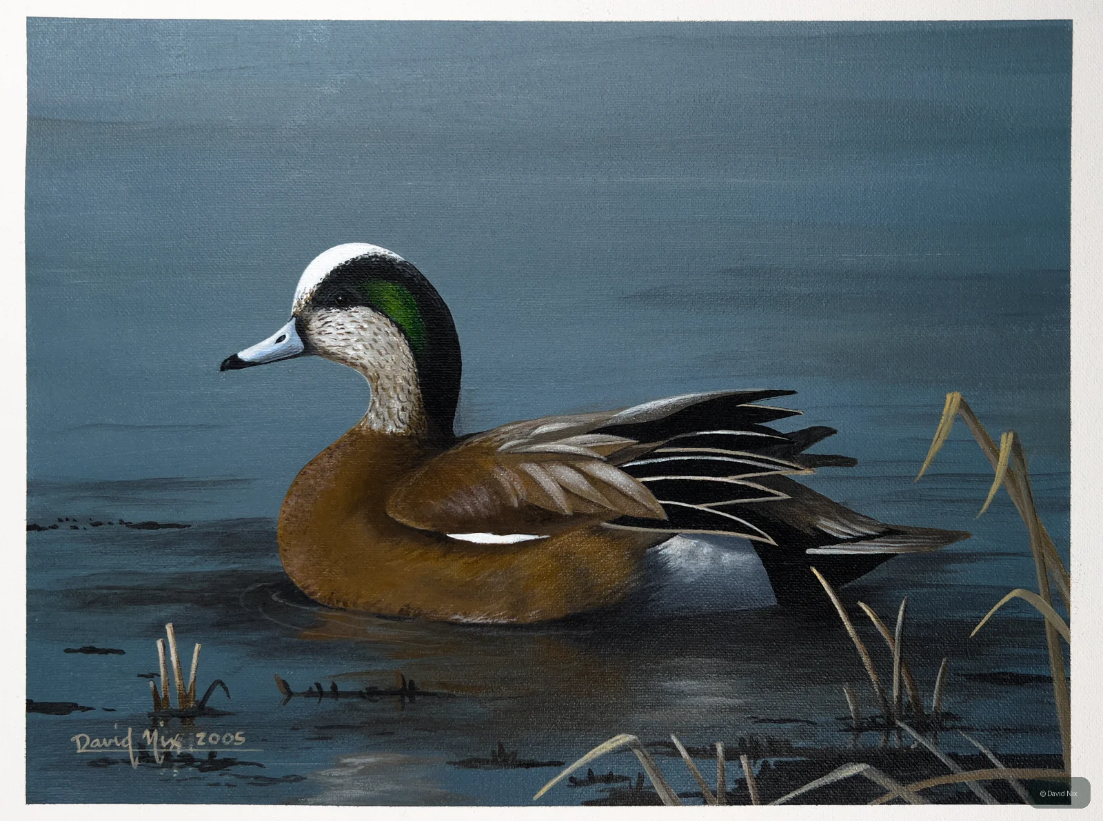 American Wigeon on the Pond wildlife artwork.