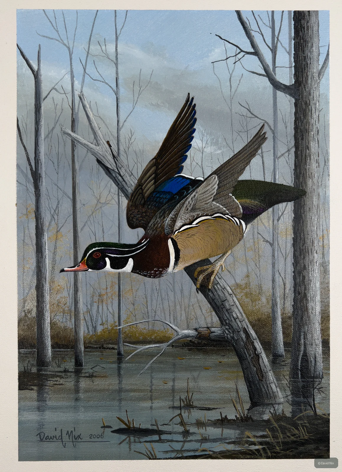 Wood Duck in Flight wildlife artwork.