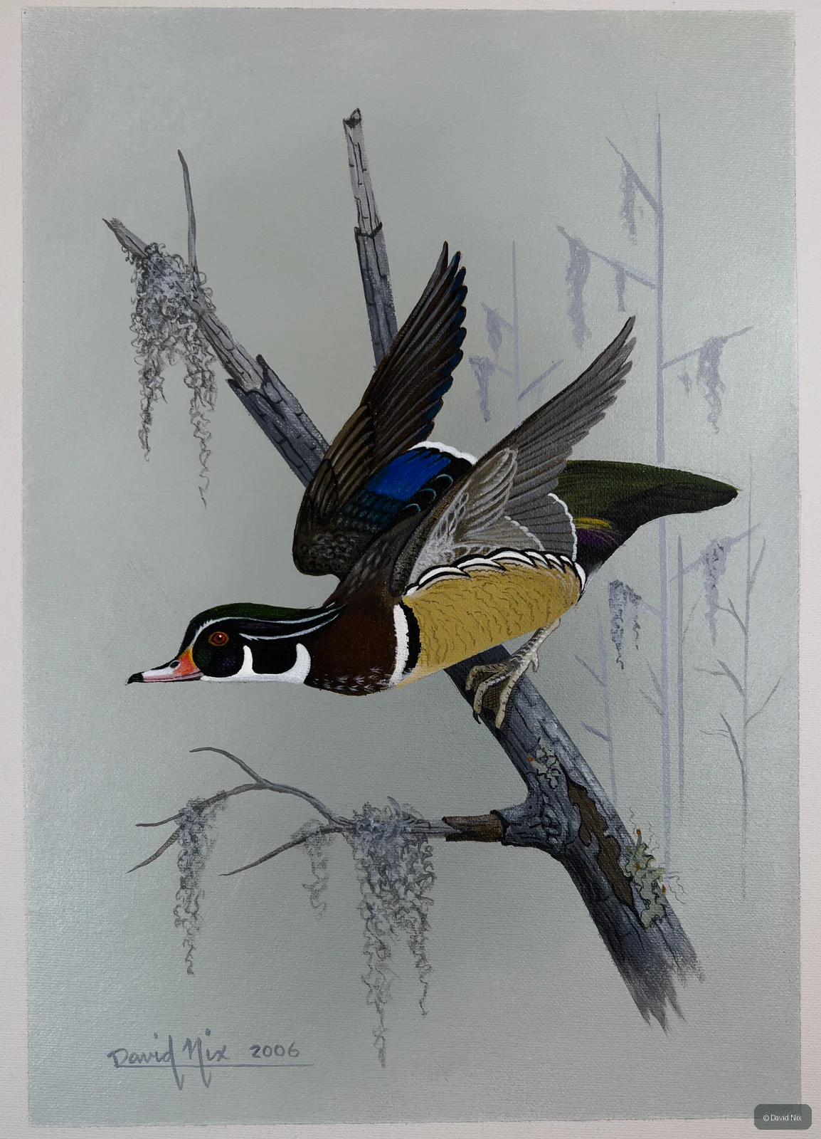 Wood Duck Launching; original wildlife artwork in the waterfowl series.