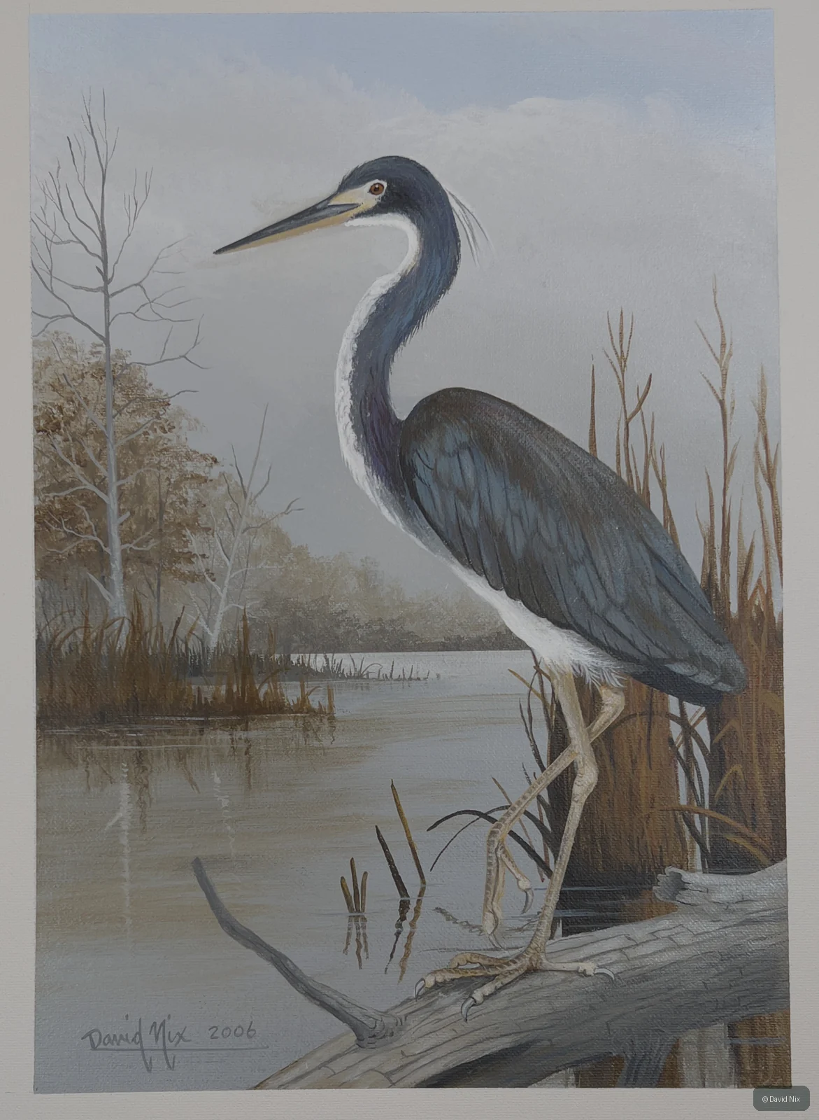 Louisiana Heron Perched on Shoreline; original wildlife artwork in the waterfowl series.