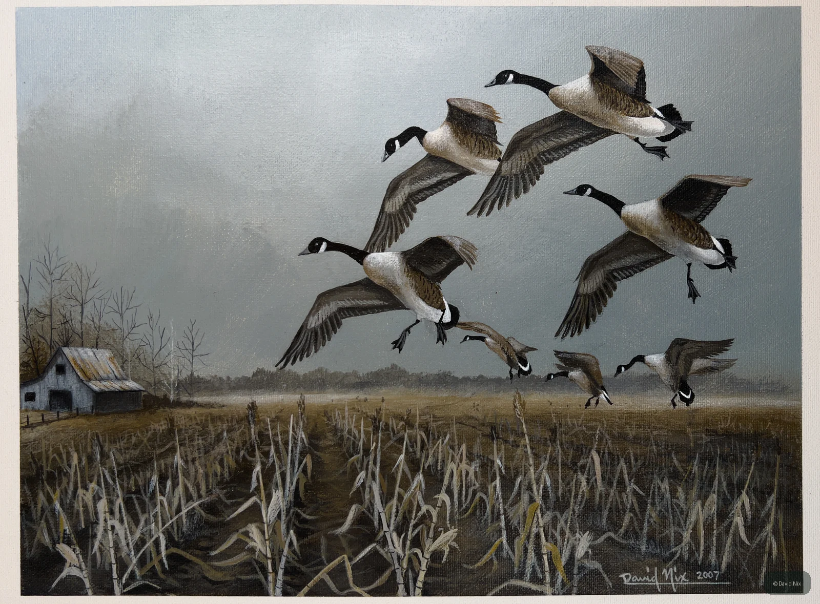 Canada Geese Landing near Barn; canada goose subject in the waterfowl series.