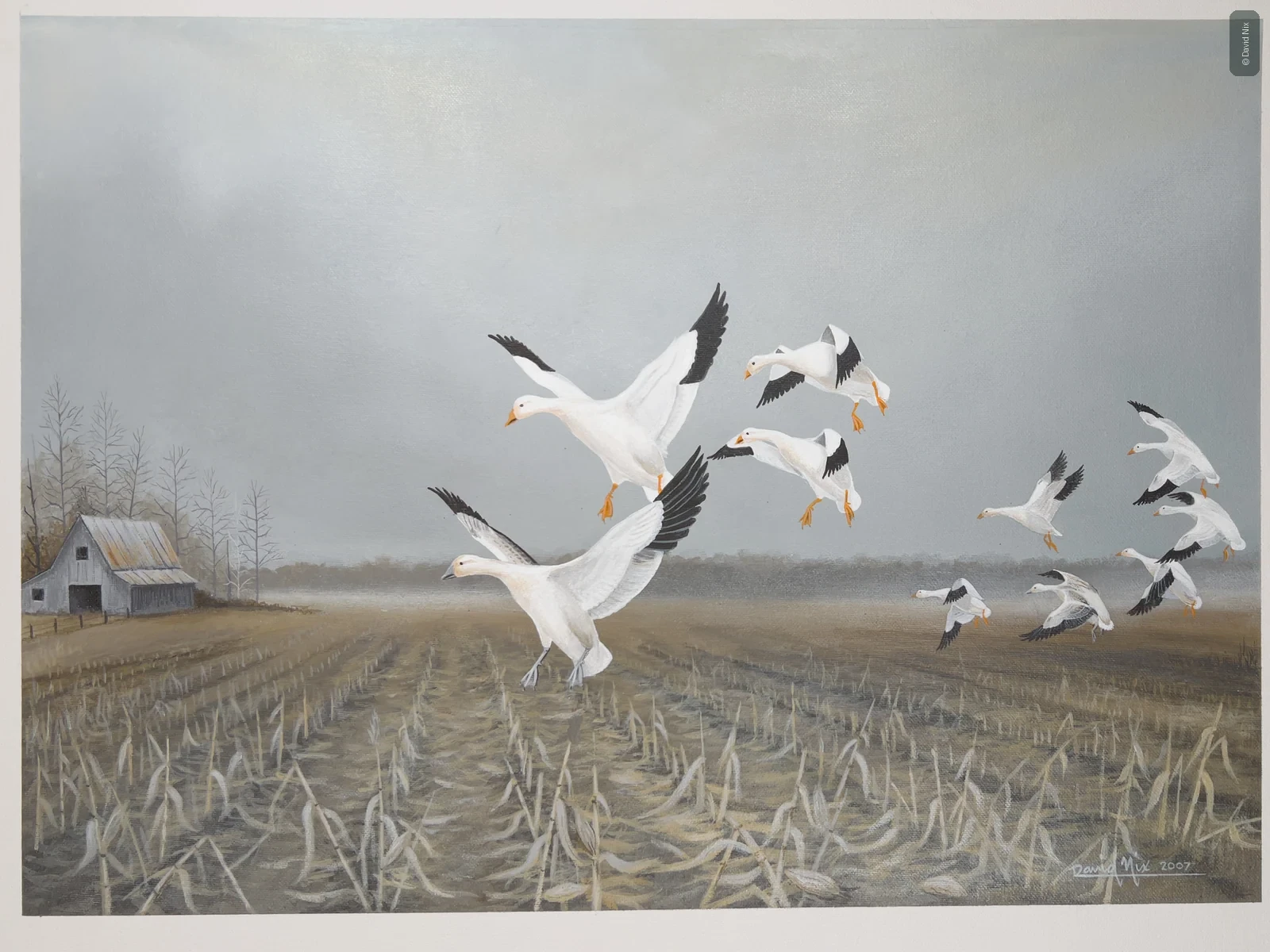 Snow Geese Farm Landing; snow goose subject in the waterfowl series.