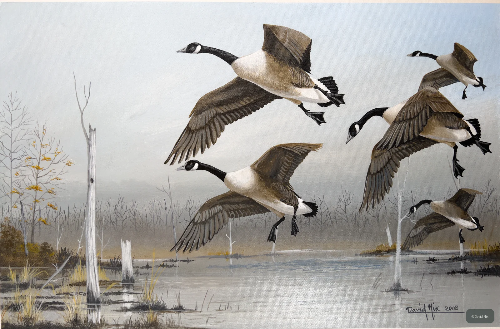 Canada Geese Landing in Winter Pond; canada goose subject in the waterfowl series.