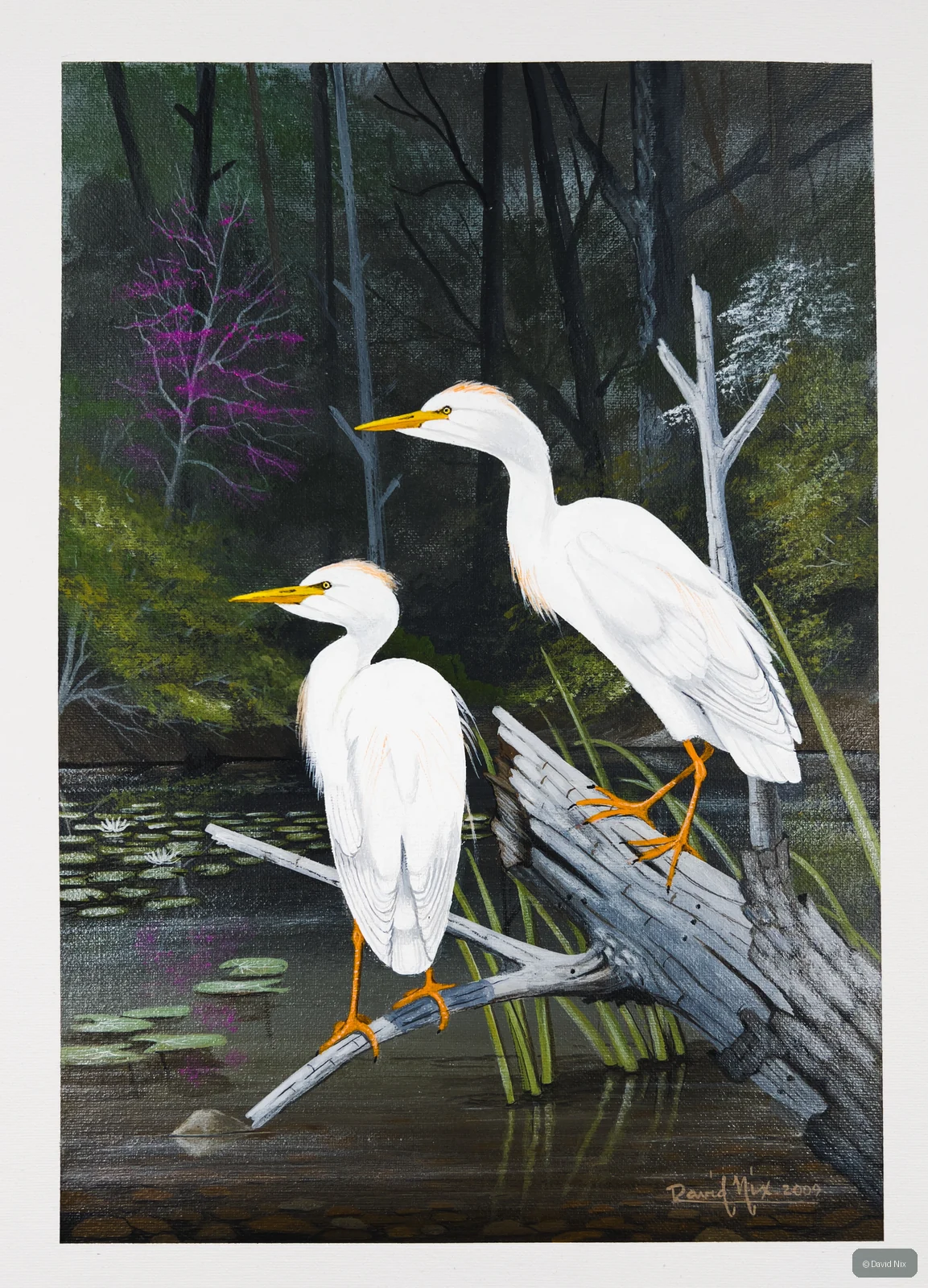 Pair of cattle egret in a marsh or wetland setting.