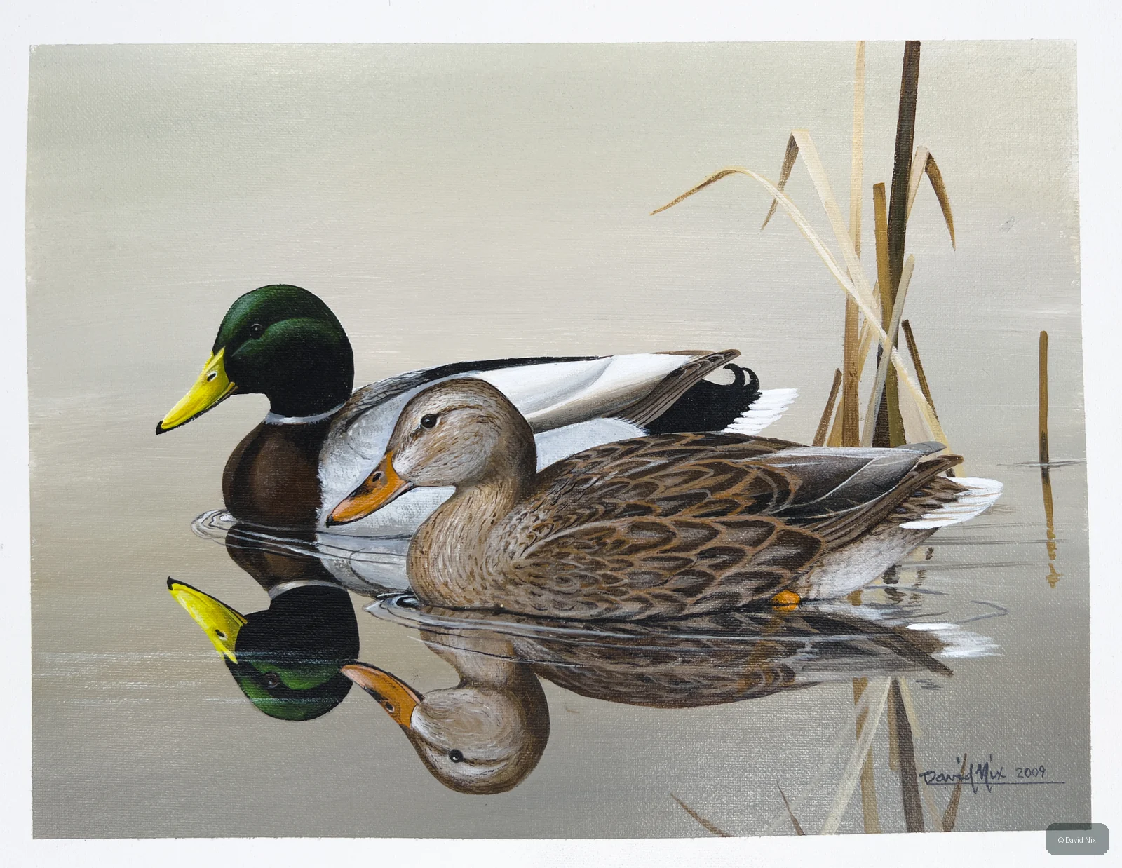Male and female mallard duck pair on calm water.