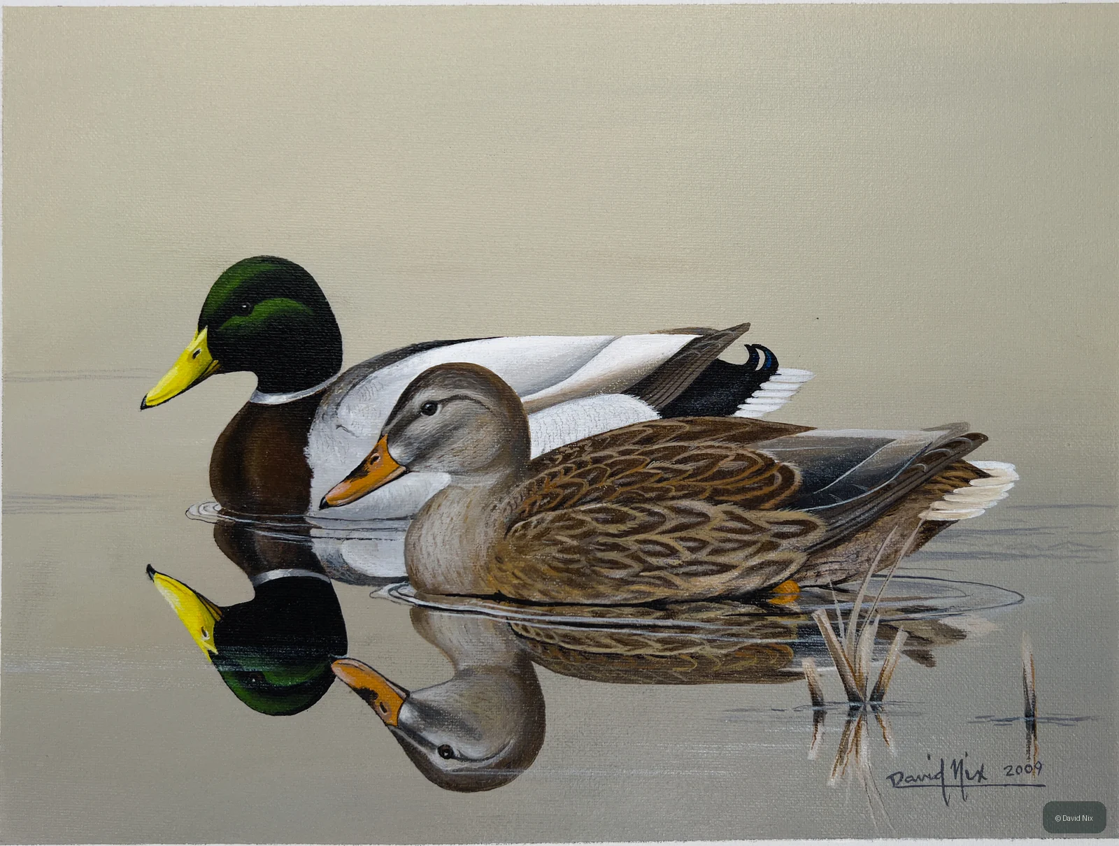 Mallard Pair Reflection; mallard duck wildlife artwork.
