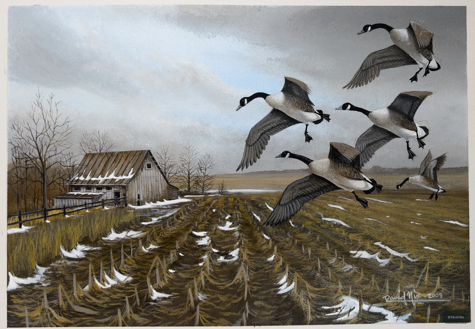Canada Geese Landing on a Farm; canada goose subject in the waterfowl series.