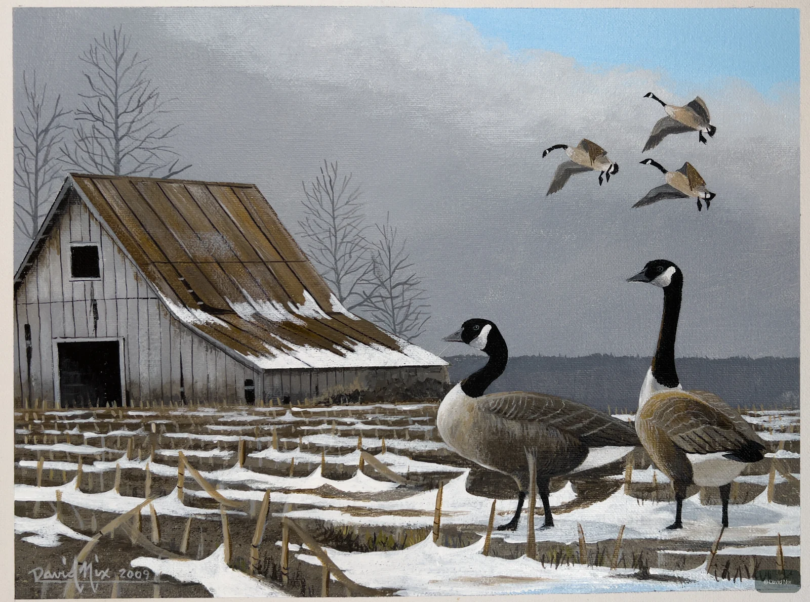Canada Geese near Winter Barn; canada goose subject in the waterfowl series.
