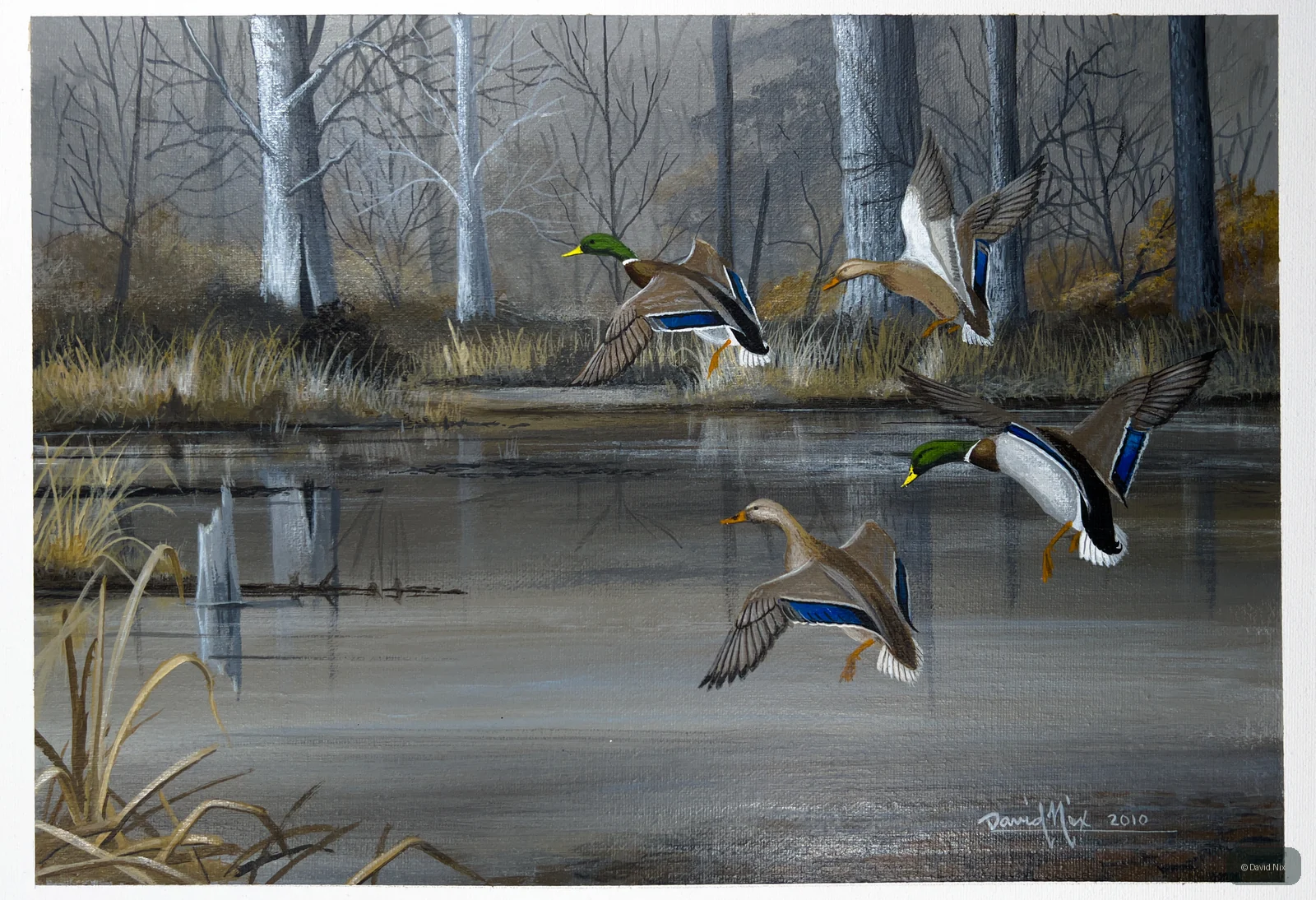 Mallard Group Flying through Wetlands; mallard duck wildlife artwork.