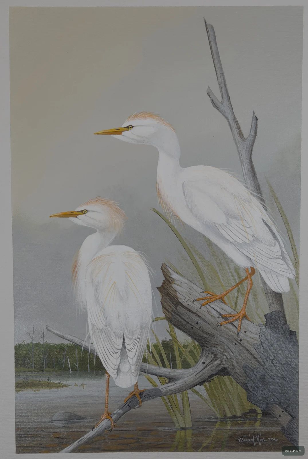 Cattle Egret Pair on Snag; original wildlife artwork in the waterfowl series.