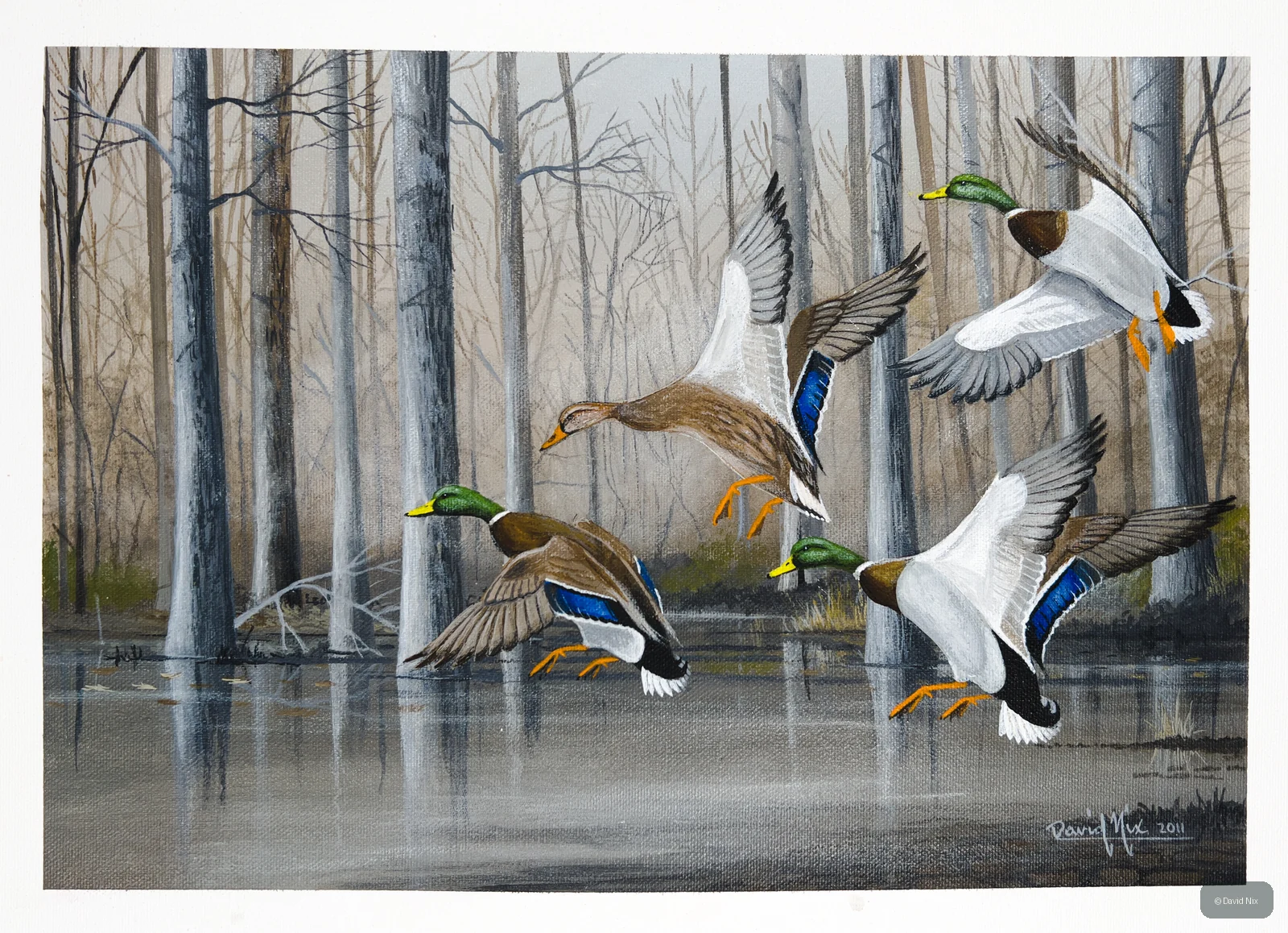 Mallard Duck in flight over marsh/wetland setting.