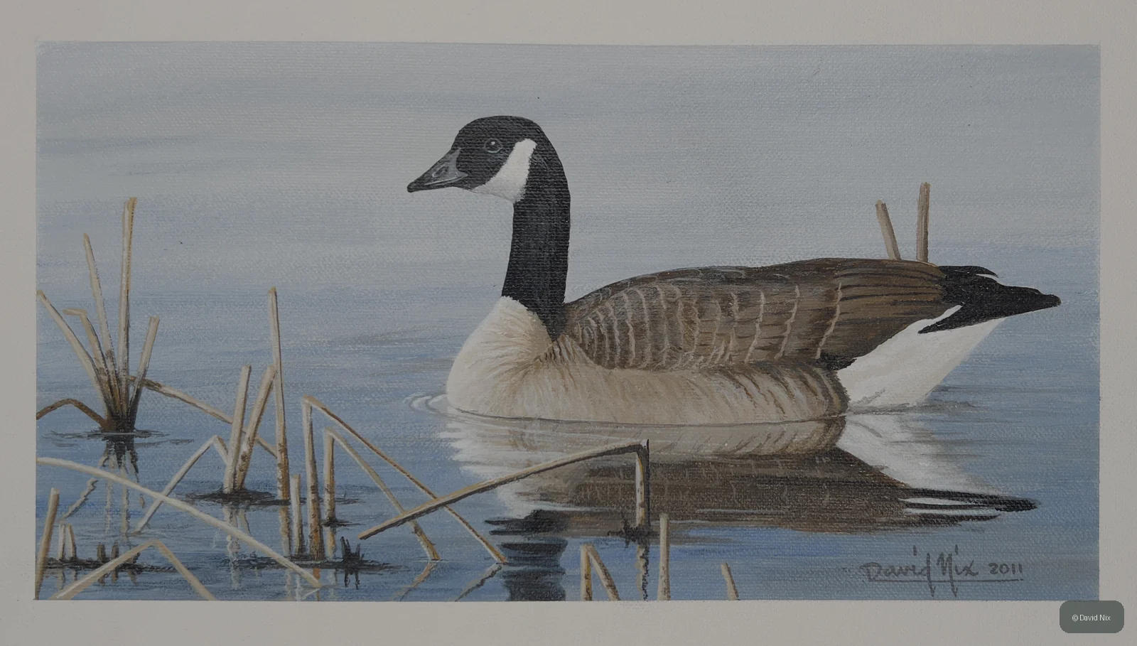 Canada Goose in Reeds wildlife artwork.