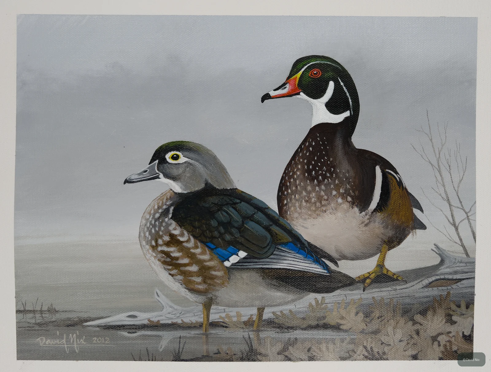 Pair of wood duck in a marsh or wetland setting.