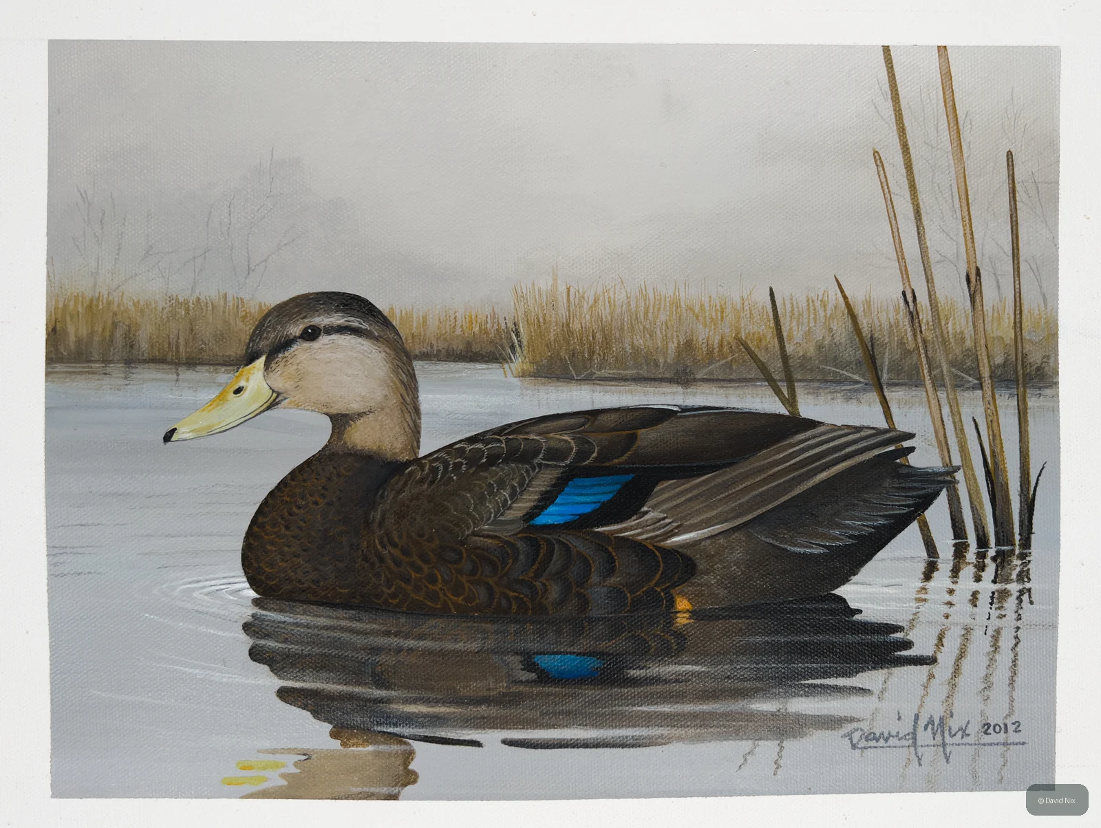 Black Duck; black duck wildlife subject in wetland setting.