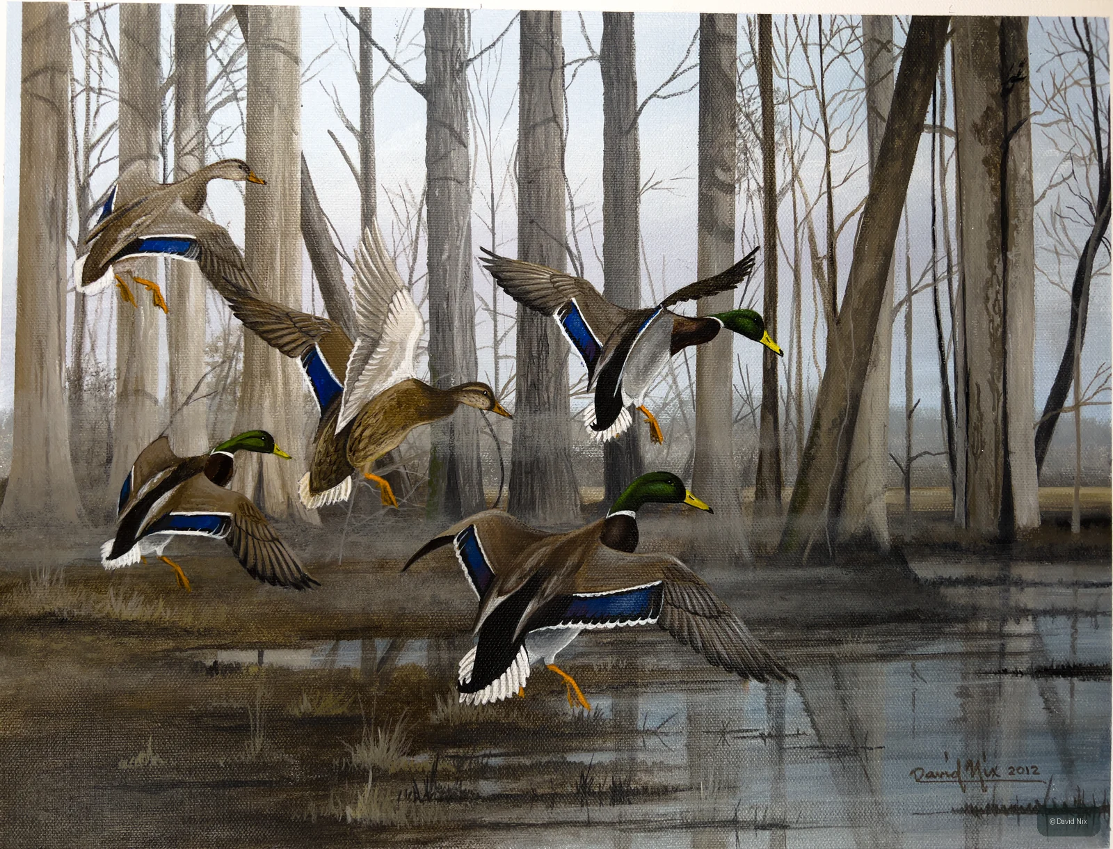 Mallard Flock Landing in Swamp; mallard duck subject in the waterfowl series.