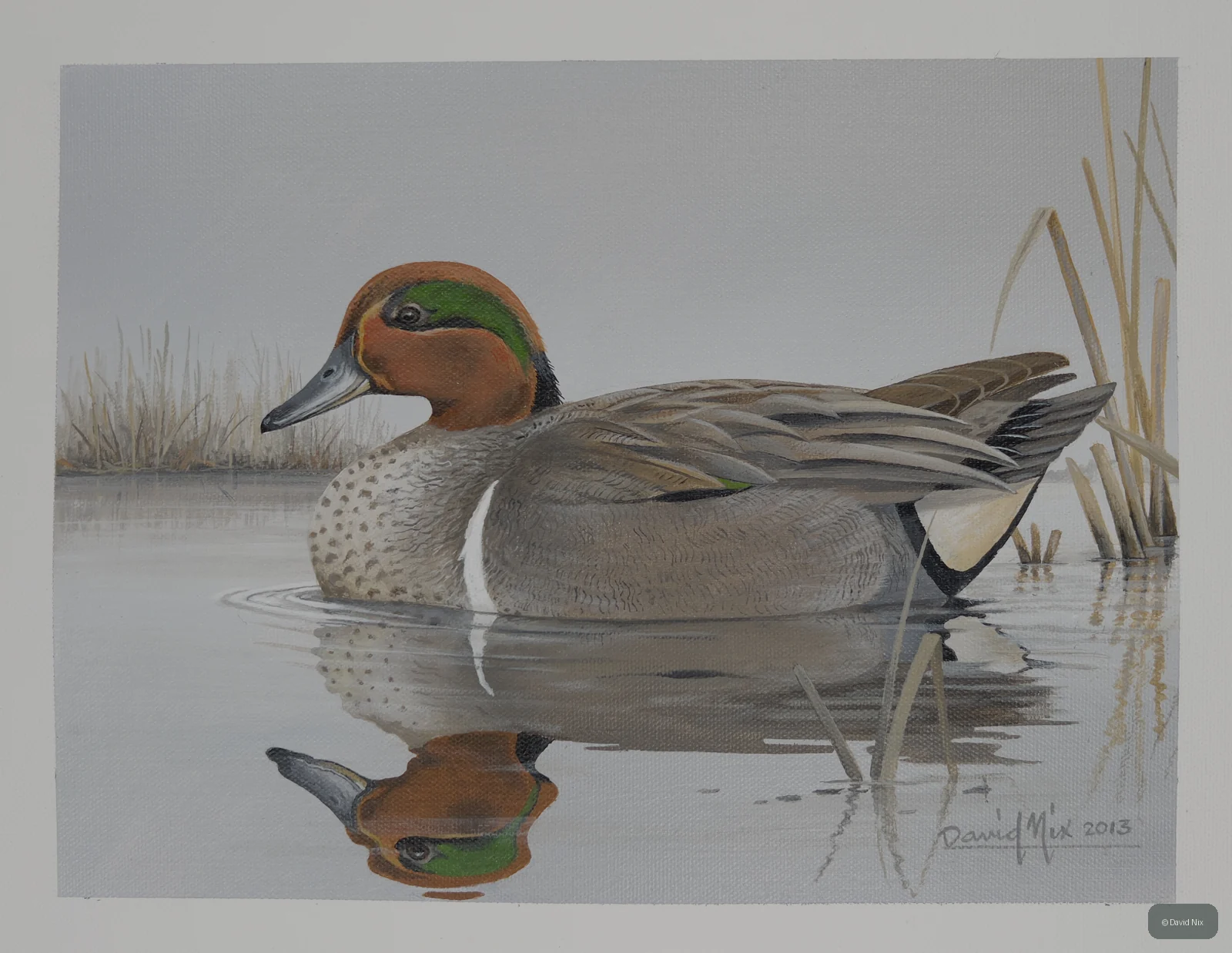 Green-Winged Teal; green-winged teal wildlife subject in wetland setting.