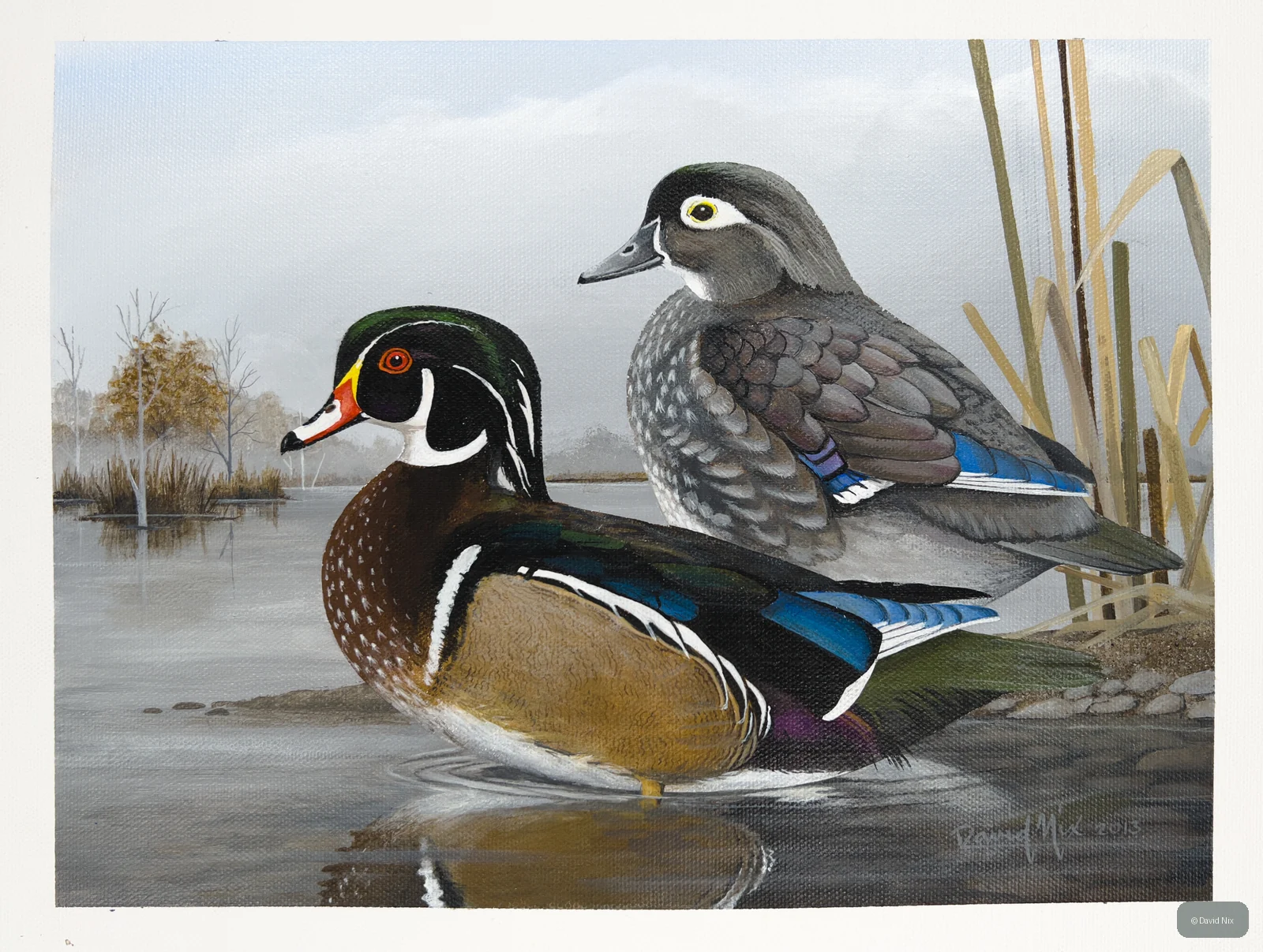 Male and female wood duck pair on calm water.
