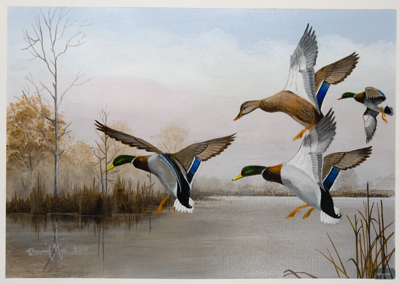 Mallard Group Landing; mallard duck wildlife artwork.