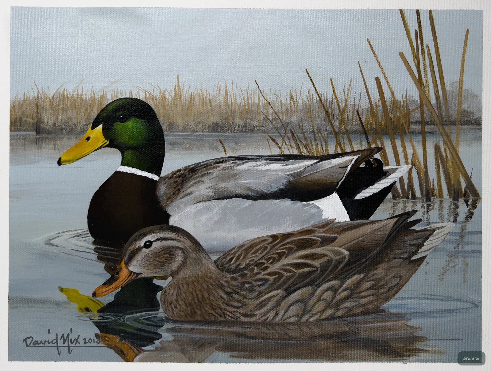 Feeding Mallards in the Reeds; mallard duck wildlife artwork.